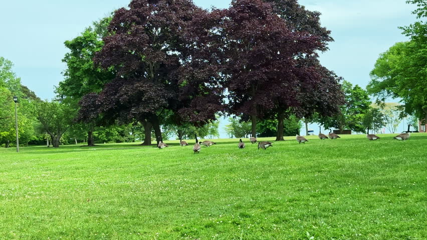 Groups of geese walk across a grassy area in a park near a lake. Large trees provide shade as people enjoy the fresh air. The sun shines in a clear blue sky.