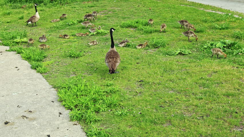 Geese and many goslings are seen walking on green grass close to a pathway in a park. The scene shows birds foraging and interacting in a lively manner.