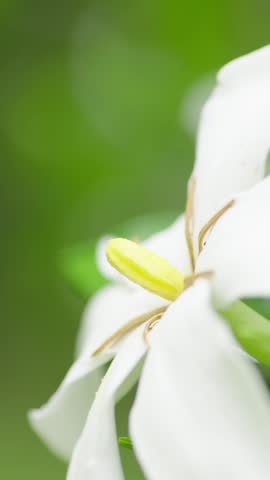 A close-up of a single gardenia flower swaying gently in the breeze