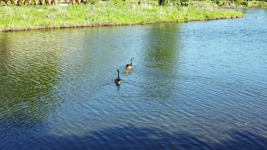 Two swans glide across the water in a river. Green trees line the shore while sunlight reflects off the surface. A unique structure is visible in the distance.