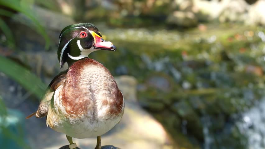 wood duck standing and flapping wings with water fountain in the back, male mallard duck in nature, colorful bird sunbathing in the park