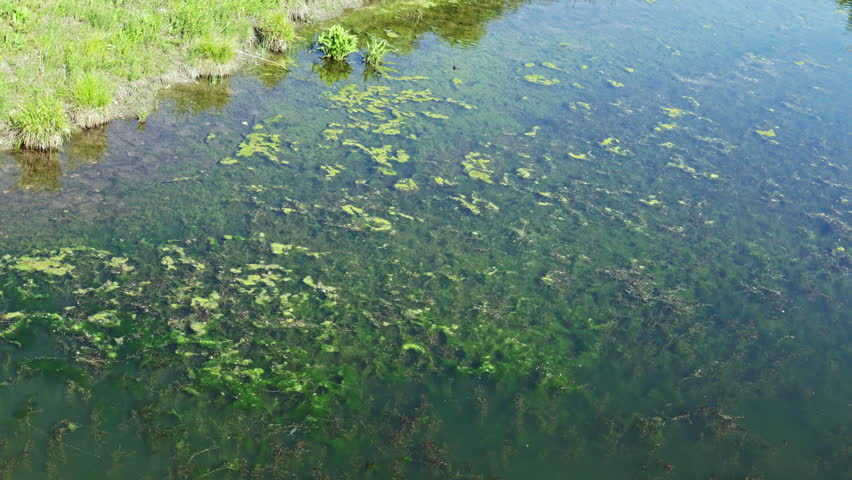 Bright sunlight reflects on clear water in a pond filled with green plants and algae. Grass grows along the edges of the pond.