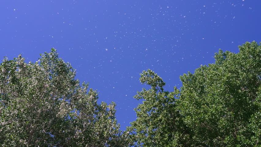 Looking up at cottonwood trees as cotton floats in the air in Provo Utah during late spring.