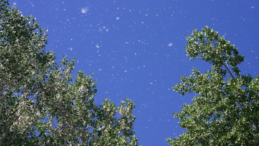 Cotton filling the air as it blows from cottonwood trees in Utah during late spring in peak allergy season.