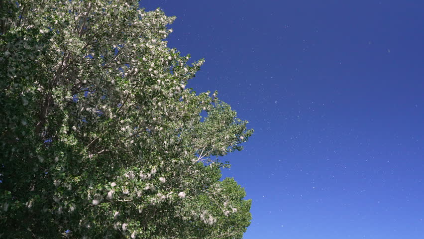 Tilting down view of cotton floating from cottonwood trees along the shore at Utah Lake.