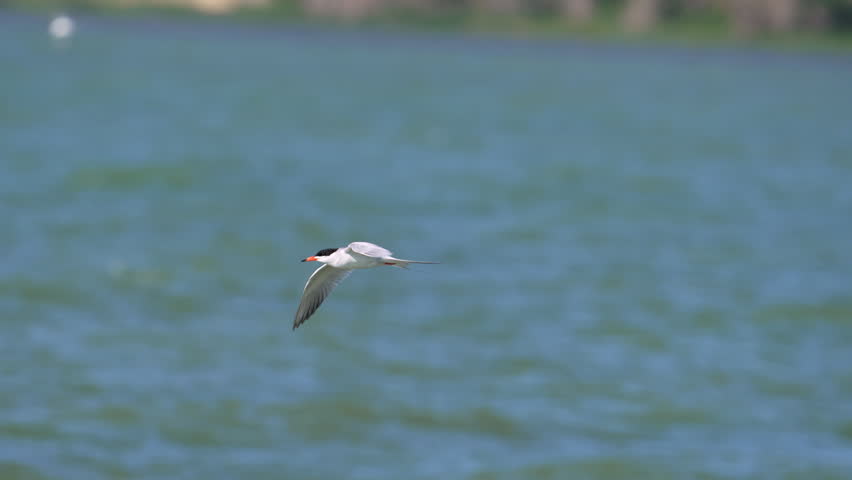 Common Tern flying in slow motion over Utah Lake on sunny day.