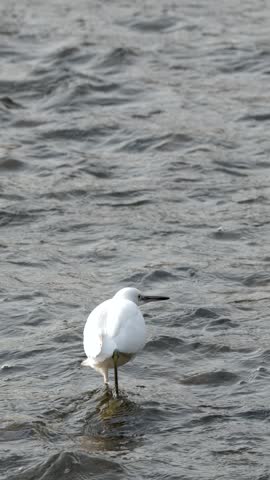 A white heron takes flight from shallow water and lands on a rocky river shore.