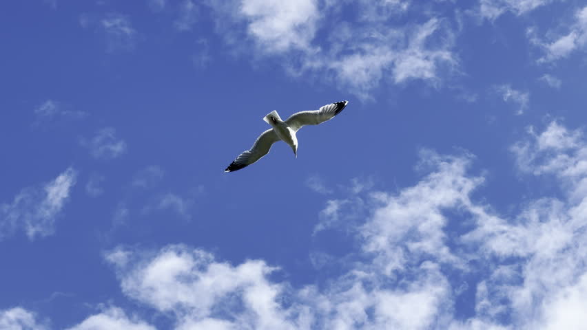 Wild seagull flying under clouds panning