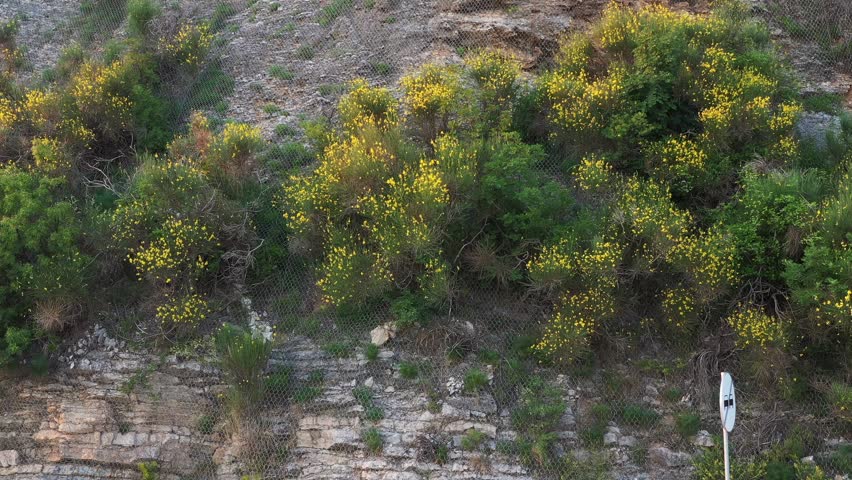 Drone shot of a steep rocky cliff overgrown with green bushes and yellow wild flowers. Aerial close-up view of rugged mountain terrain.