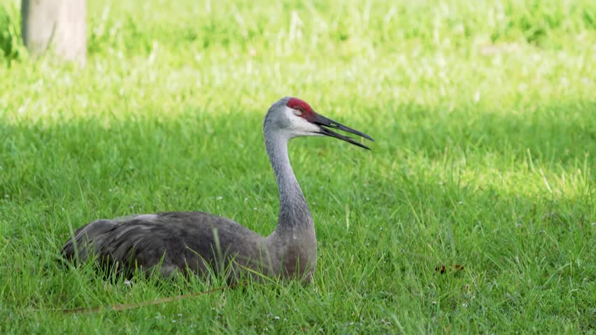 Close-up footage of a sandhill crane in its natural habitat, showcasing elegant posture and detailed plumage in crisp 4K resolution.