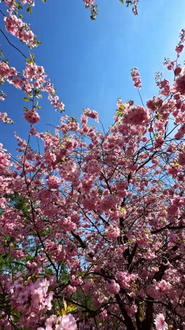 Pink cherry blossom tree against sky backdrop.