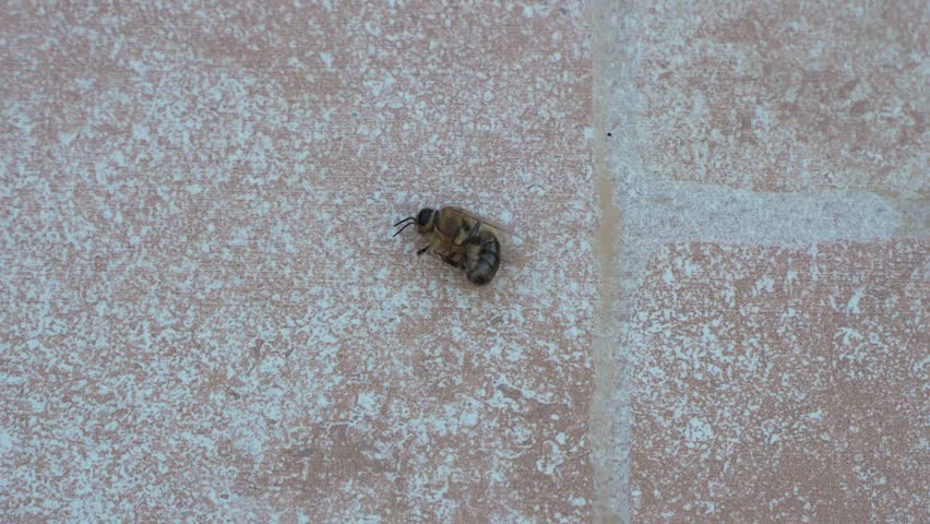In Marsaskala, Malta, a dying honeybee lies on a tile floor in a close-up macro view, showing detailed bee anatomy within an urban outdoor setting in the Mediterranean.