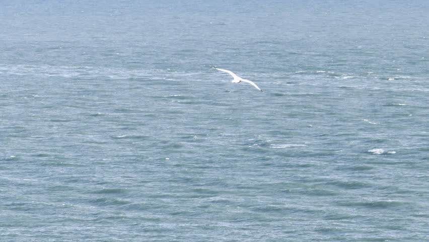 Single gull navigating clear skies slow motion