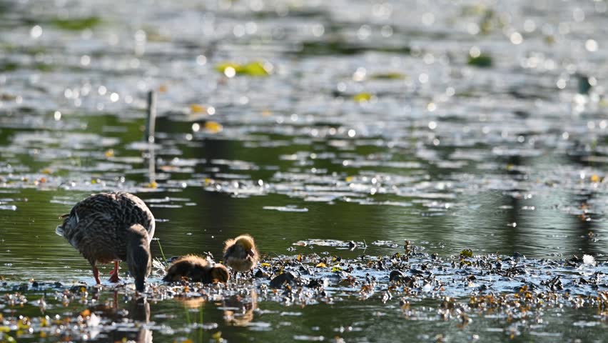 Birds in a pond with floating vegetation, including an egret and ducklings swimming.