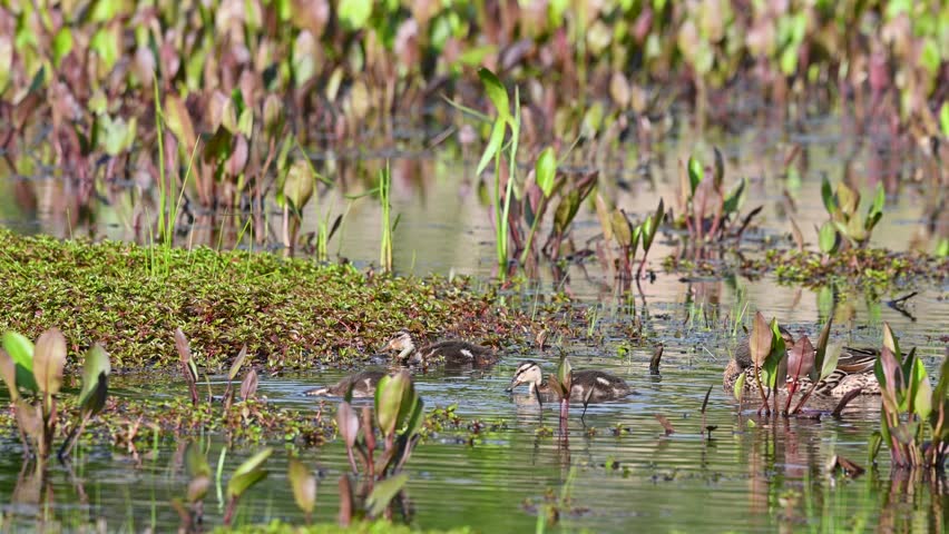 Wetlands scene with a variety of birds and aquatic vegetation.
