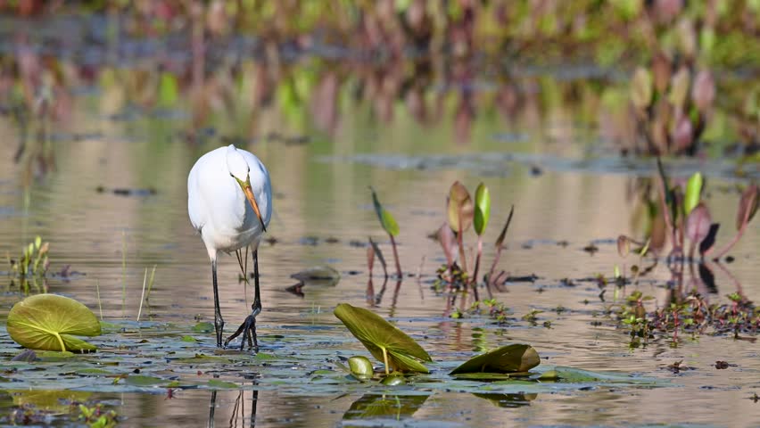 Egret standing in pond with lily pads and vegetation.