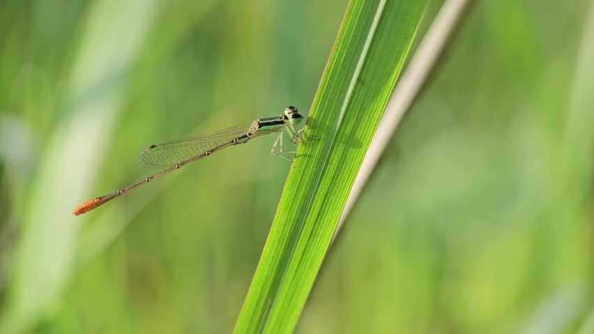 Small slender damselfly resting on a vibrant green blade of grass in this nature video footage