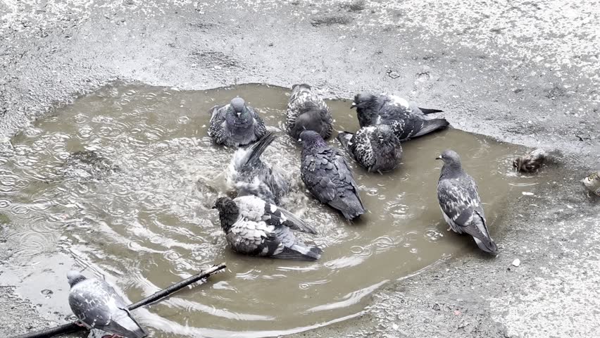 Group of pigeons bathing in a puddle, splashing water in an urban setting