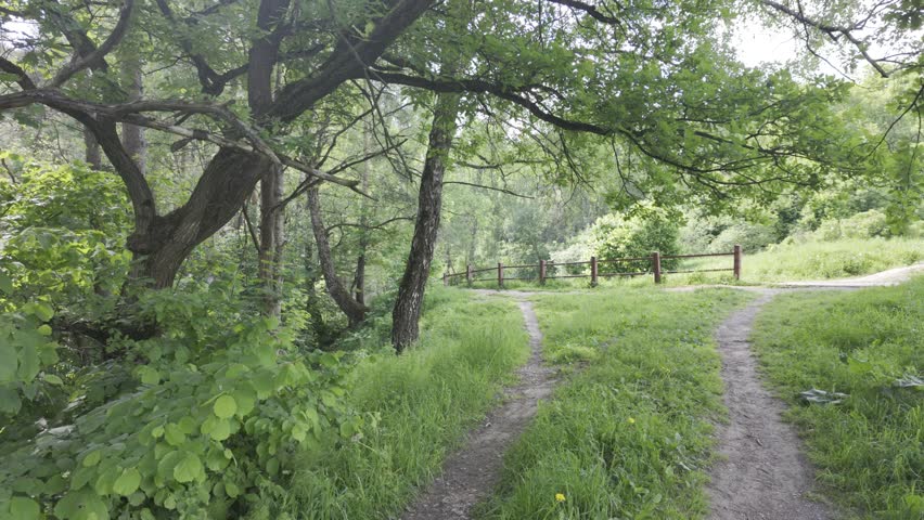 An oak tree with spreading branches leans over a narrow dirt path curving through a green meadow. Birch trees stand on a distant grassy hillside under bright summer daylight.