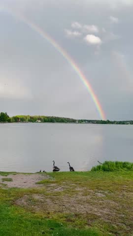 Beautiful rainbow stretching across the sky over a calm lake with geese on the grassy shore