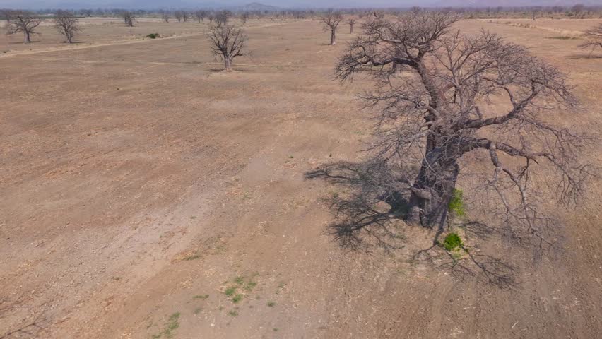 Aerial drone footage moving over an arid area dotted with baobab trees in Malawi. Its massive trunk and twisted, leafless branches create a dramatic silhouette against the blue sky and mountain range.