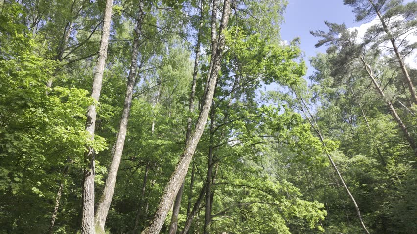 Oak and pine trees grow on a steep grassy slope above a winding river. Dense green woodland surrounds the shallow water stream under a bright summer sky.