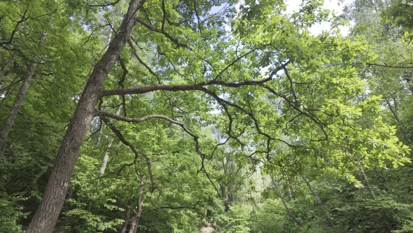 An oak tree stands on a high bank next to a shallow winding creek. A dense green forest with birch trees surrounds the rocky water stream in daylight.