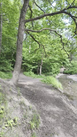 An oak tree rises from a dirt path on a steep riverbank. A shallow stream flows through a dense green forest under bright summer daylight.