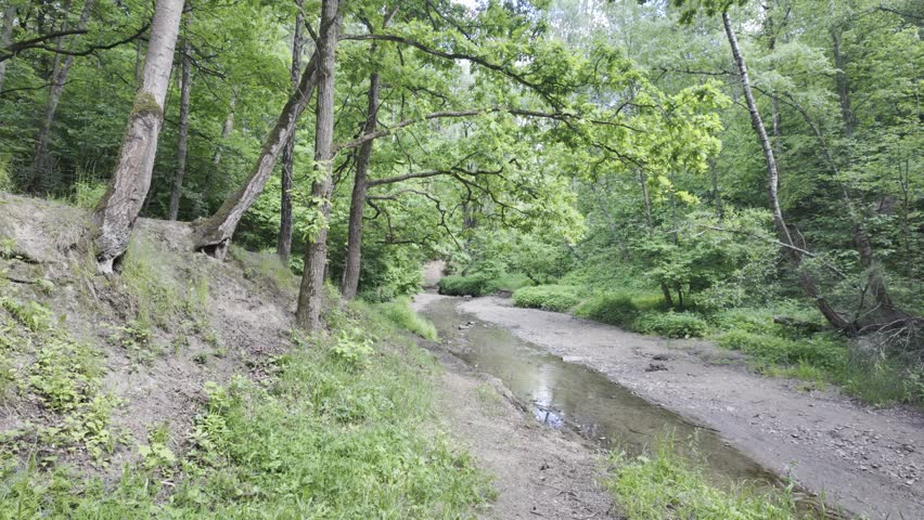 Oak and alder trees lean from a high earthen bank over a shallow river. A dense green forest stretches along the winding water stream in summer daylight.