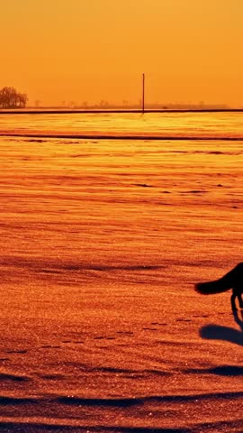 Silhouetted fox standing on snowy ground illuminated by golden sunset, vertical aerial follow