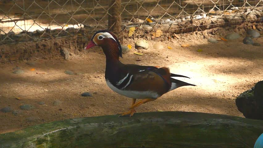 A colorful male Mandarin duck standing elegantly on a log inside a sandy enclosure with a wire mesh fence background in a zoo.
