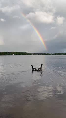A mother and father goose with their cute goslings on the grassy shore of a calm lake under a beautiful rainbow