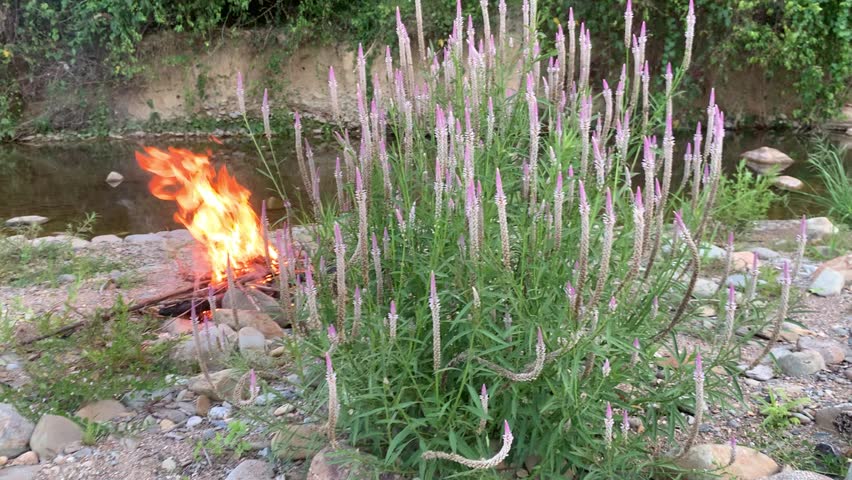 Bonfire Burning at Forest Camping Site