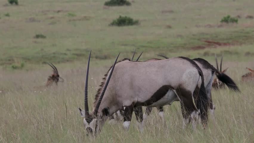 A majestic gemsbok oryx grazing in a grassy field with its herd