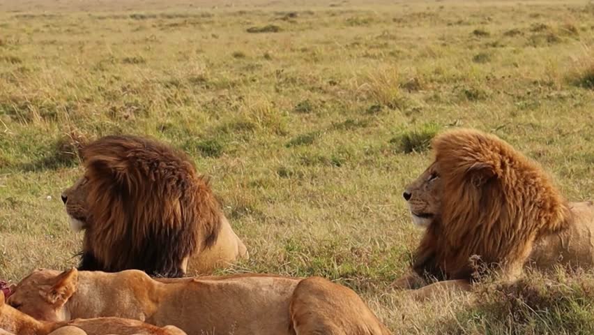 shot of two majestic male lions with thick manes resting side by side in the grassy plains of the African savannah.