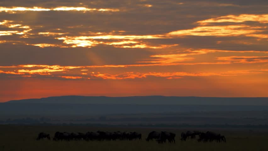 A silhouetted herd grazes under a dramatic golden savanna sunset