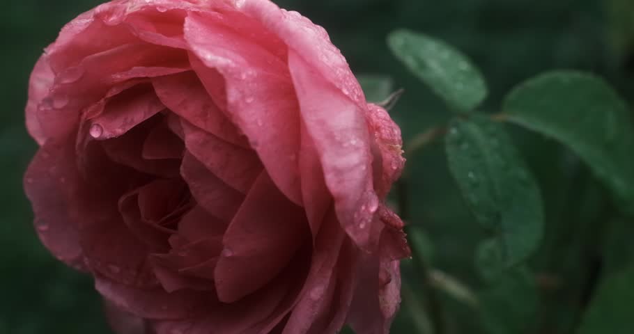 A close-up shot of a pink rose covered in water droplets against a blurred green background.