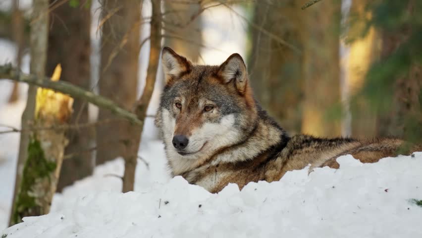 A close-up portrait of an alert grey wolf resting in the winter snow