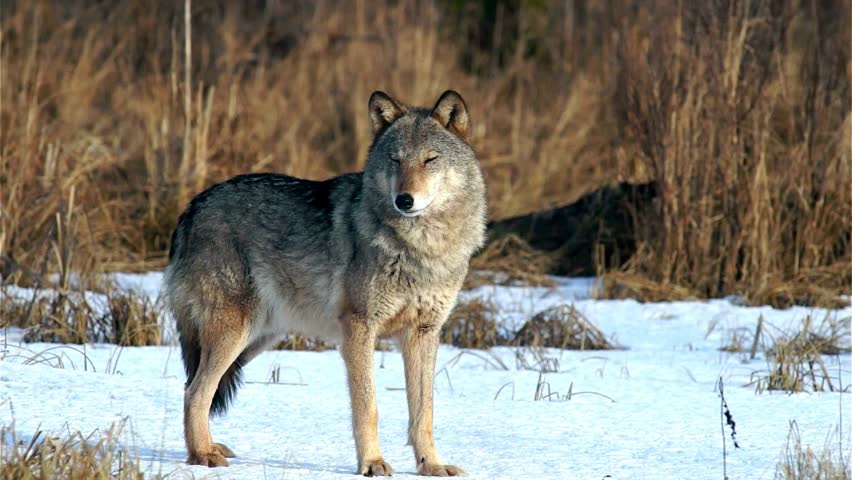 A majestic grey wolf standing on a snow-covered field, looking directly forward