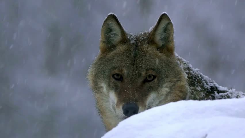 Close-up portrait of a grey wolf peeking over a snow bank during a winter snowfall