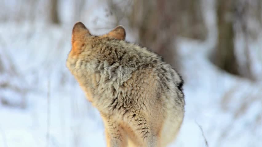 A close-up shot of a magnificent grey wolf sitting calmly in deep snow, looking around alertly in a winter forest