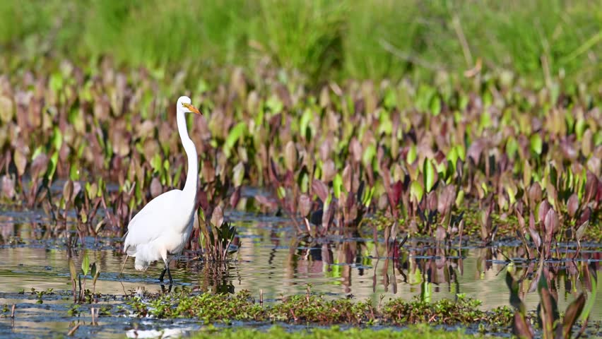 Egret wading through shallow water with vegetation.