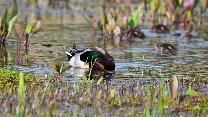 Mallard Ducks and vegetation in shallow waters with ducklings.