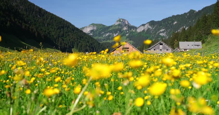 Wide alpine meadow covered in yellow wildflowers with a few small cottages near the center, forested mountains in the background, and bright clear summer