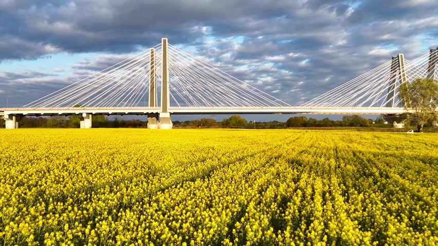Aerial view of modern cable-stayed bridge spanning vibrant yellow flower field under a cloudy sky, showcasing structural design and natural beauty in a rural landscape