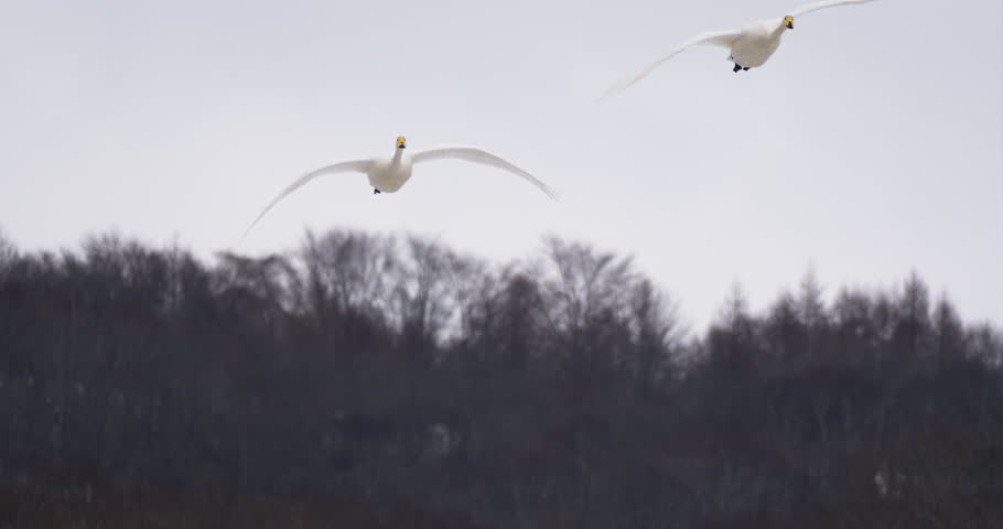 Closeup of whooper swans flying over the pine forest in hokkaido