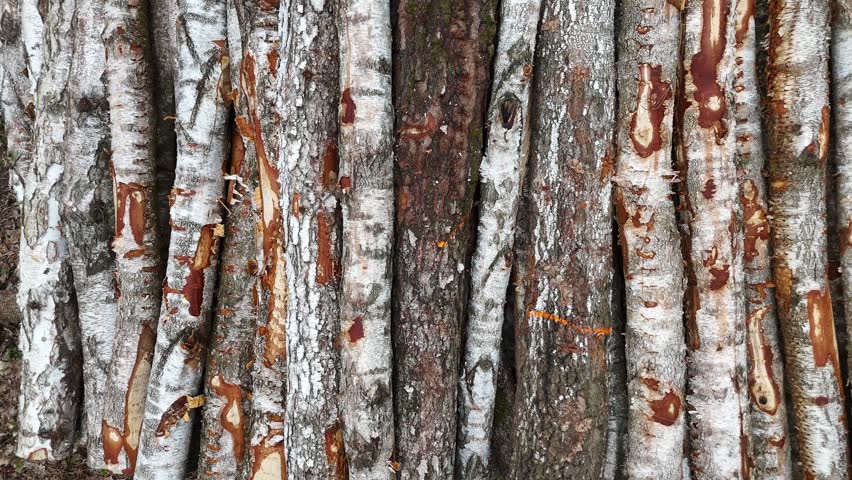 Birch tree trunks stacked closely together, showcasing the distinct white bark and rough texture, with variations in color and pattern visible across the surface in a natural setting