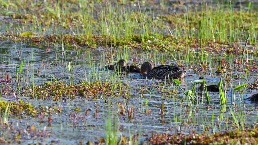 A peaceful scene in a marsh with ducks and vegetation.