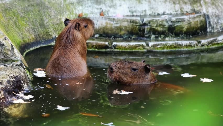 Cute funny capybaras chilling in the pond in the park