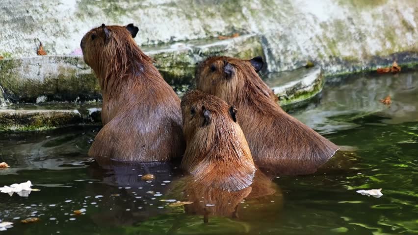 Cute funny capybaras chilling in the pond in the park